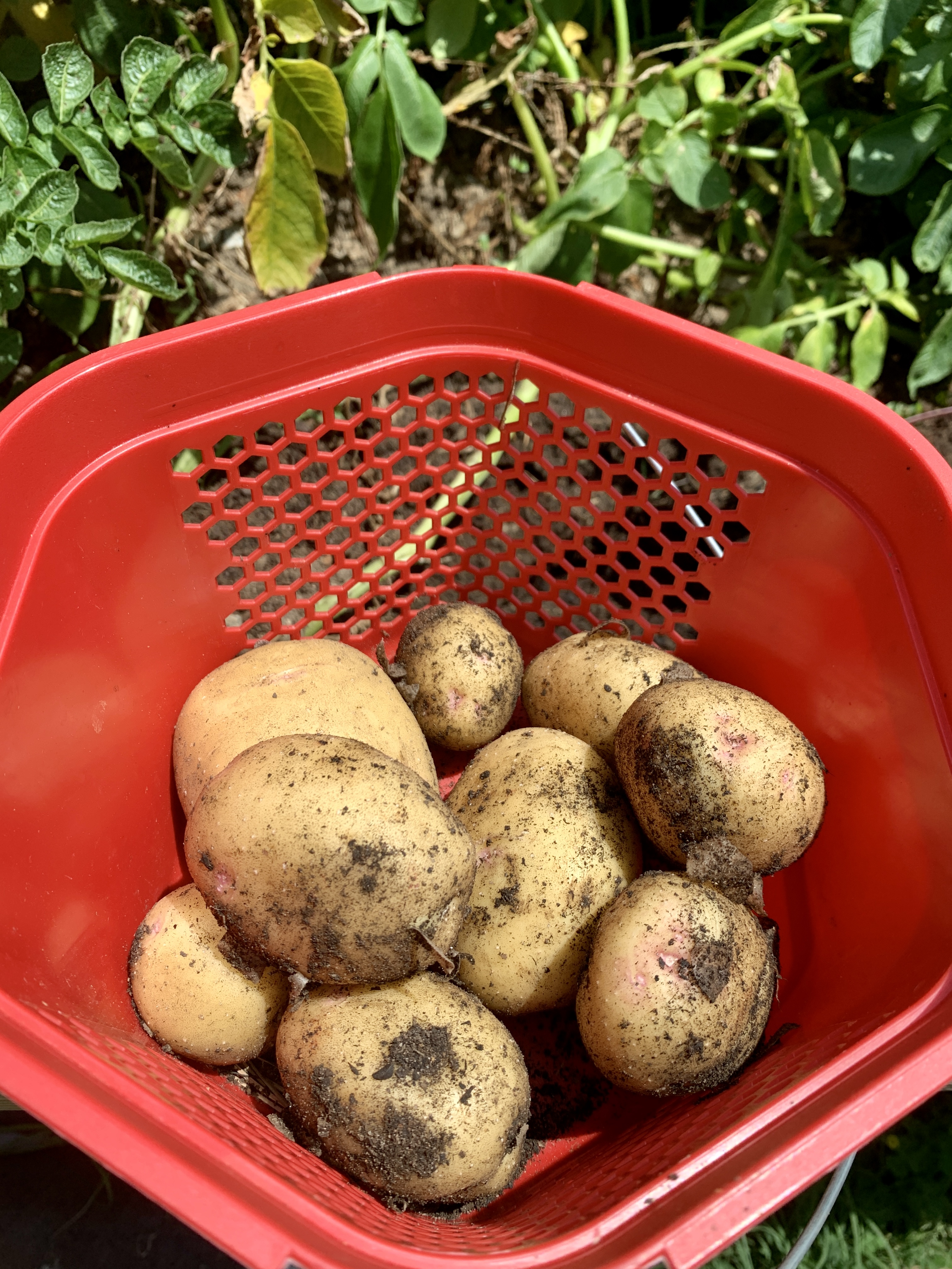 Garden Update